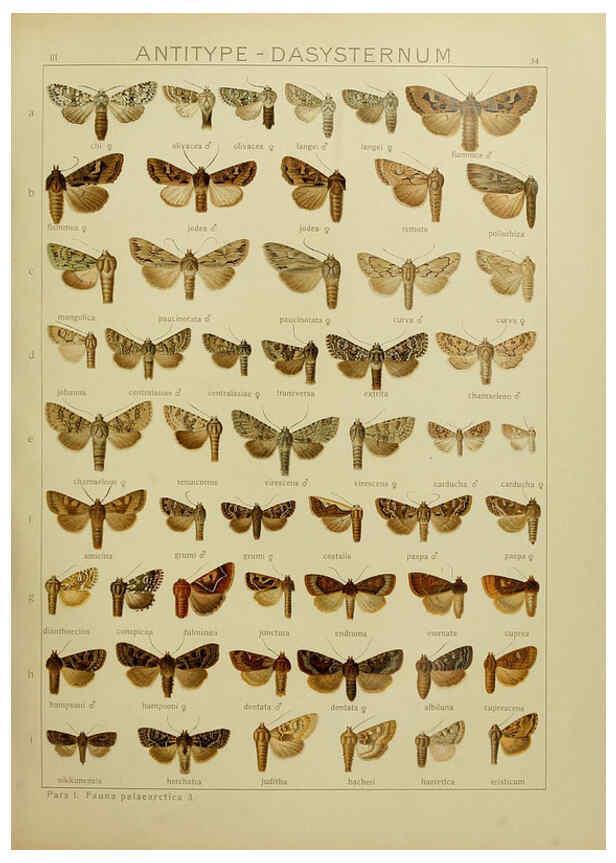 Reproducción/Reproduction 6119684079: The Macrolepidoptera of the world. v.3. plates Stuttgart,Seitz'schen (Kernen),1906-1933
