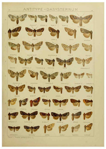 Reproducción/Reproduction 6119684079: The Macrolepidoptera of the world. v.3. plates Stuttgart,Seitz'schen (Kernen),1906-1933
