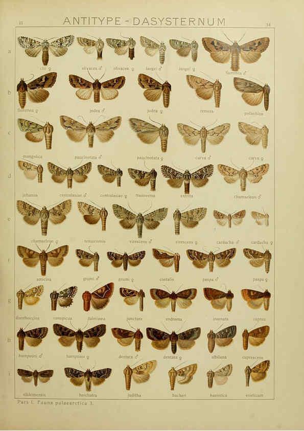 Reproducción/Reproduction 6119684079: The Macrolepidoptera of the world. v.3. plates Stuttgart,Seitz'schen (Kernen),1906-1933