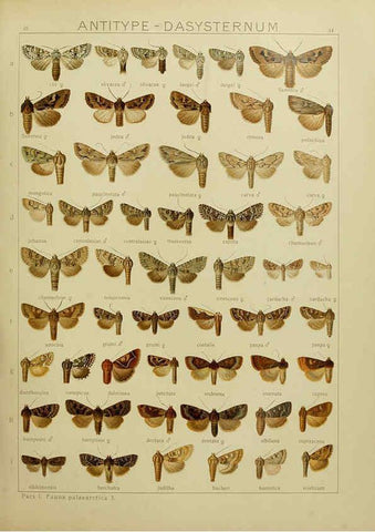Reproducción/Reproduction 6119684079: The Macrolepidoptera of the world. v.3. plates Stuttgart,Seitz'schen (Kernen),1906-1933