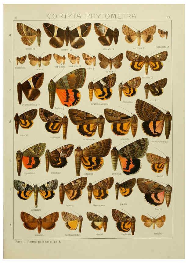 Reproducción/Reproduction 6120233154: The Macrolepidoptera of the world. v.3. plates Stuttgart,Seitz'schen (Kernen),1906-1933