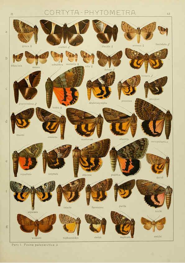Reproducción/Reproduction 6120233154: The Macrolepidoptera of the world. v.3. plates Stuttgart,Seitz'schen (Kernen),1906-1933