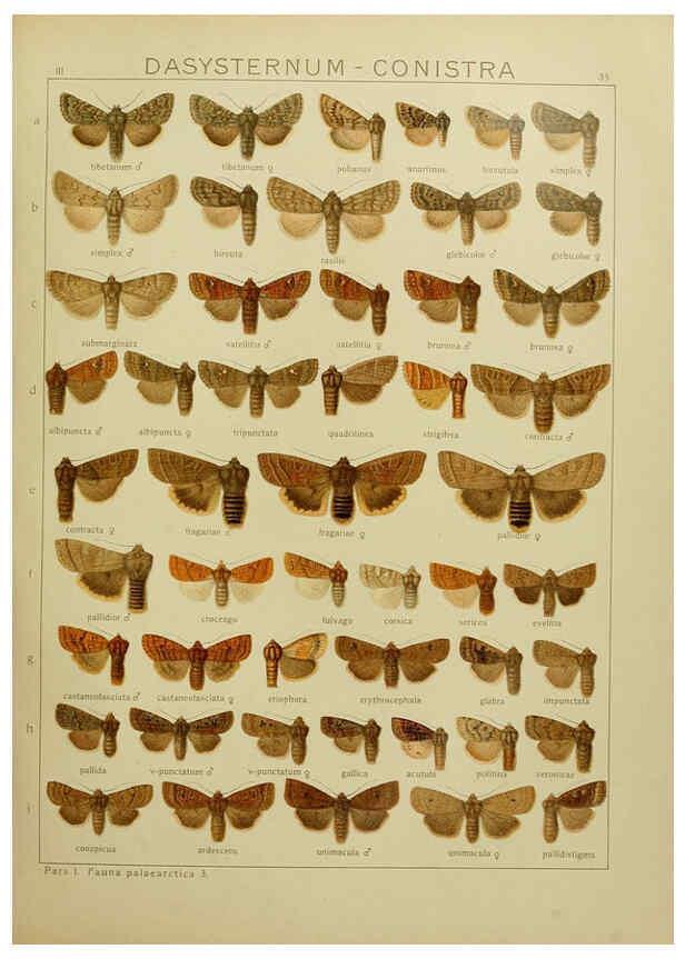 Reproducción/Reproduction 6119684247: The Macrolepidoptera of the world. v.3. plates Stuttgart,Seitz'schen (Kernen),1906-1933
