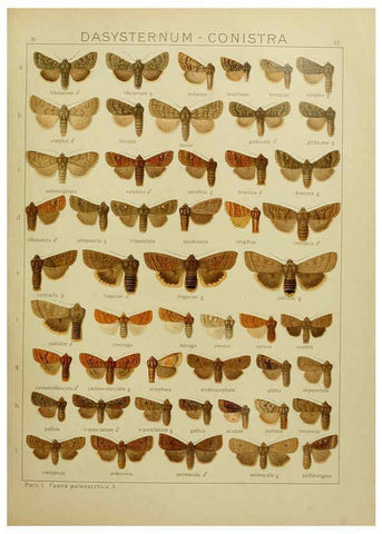 Reproducción/Reproduction 6119684247: The Macrolepidoptera of the world. v.3. plates Stuttgart,Seitz'schen (Kernen),1906-1933