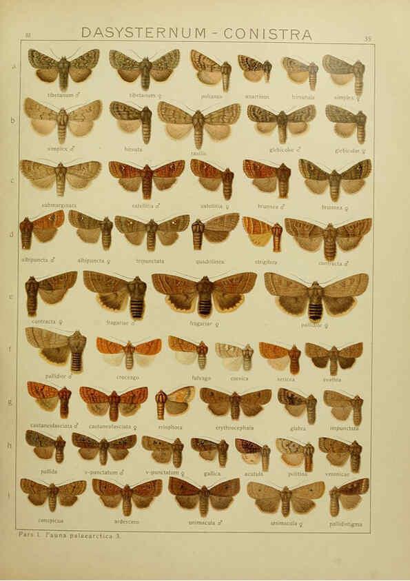 Reproducción/Reproduction 6119684247: The Macrolepidoptera of the world. v.3. plates Stuttgart,Seitz'schen (Kernen),1906-1933