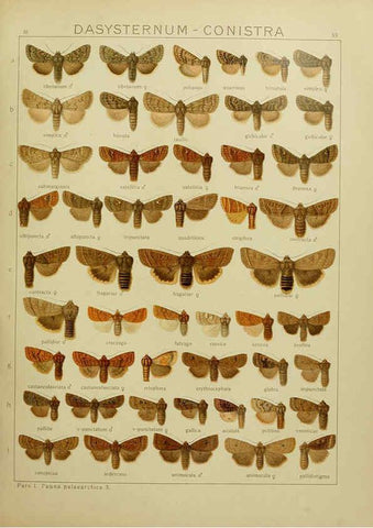 Reproducción/Reproduction 6119684247: The Macrolepidoptera of the world. v.3. plates Stuttgart,Seitz'schen (Kernen),1906-1933
