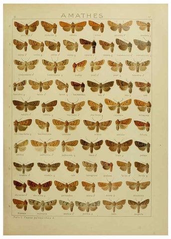 Reproducción/Reproduction 6119684579: The Macrolepidoptera of the world. v.3. plates Stuttgart,Seitz'schen (Kernen),1906-1933