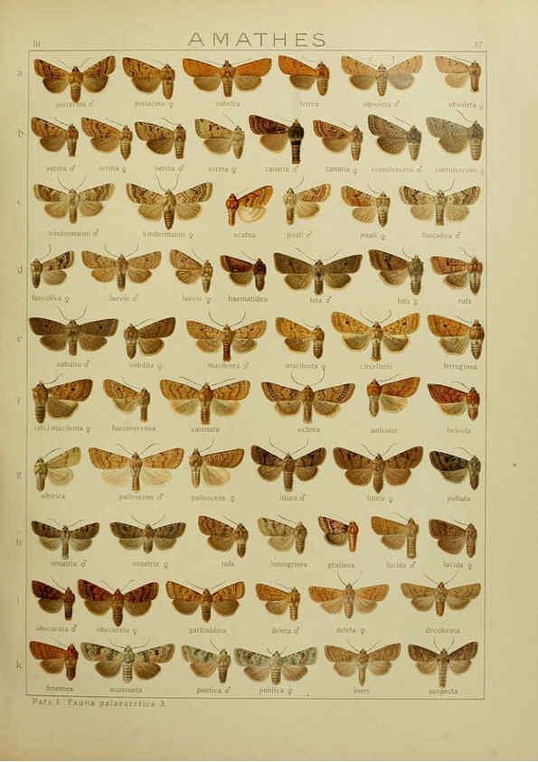 Reproducción/Reproduction 6119684579: The Macrolepidoptera of the world. v.3. plates Stuttgart,Seitz'schen (Kernen),1906-1933