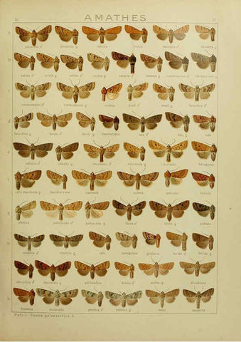 Reproducción/Reproduction 6119684579: The Macrolepidoptera of the world. v.3. plates Stuttgart,Seitz'schen (Kernen),1906-1933