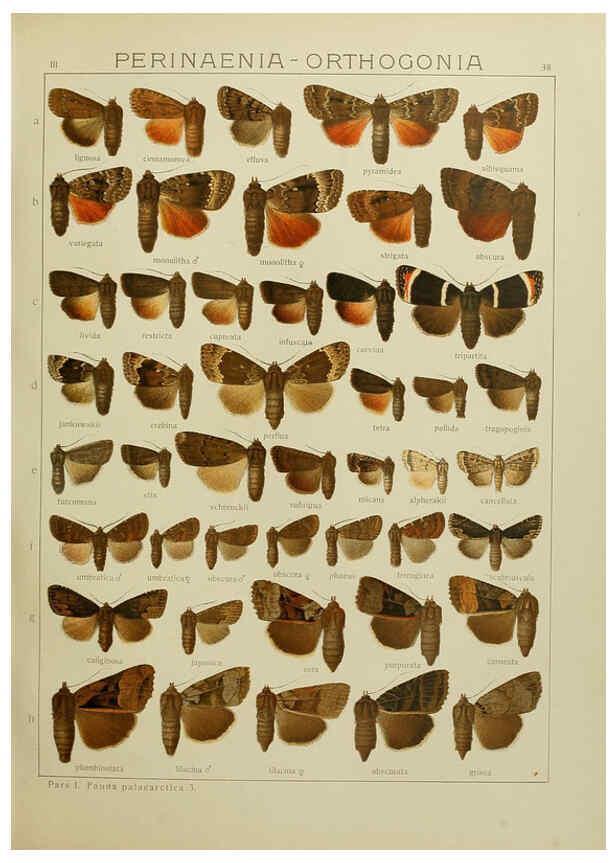 Reproducción/Reproduction 6120228264: The Macrolepidoptera of the world. v.3. plates Stuttgart,Seitz'schen (Kernen),1906-1933