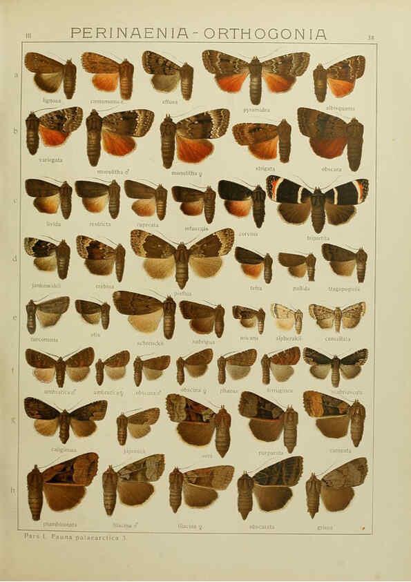 Reproducción/Reproduction 6120228264: The Macrolepidoptera of the world. v.3. plates Stuttgart,Seitz'schen (Kernen),1906-1933