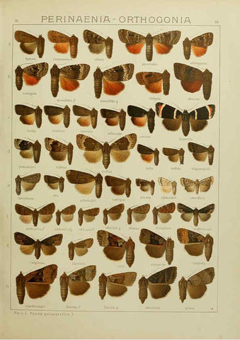 Reproducción/Reproduction 6120228264: The Macrolepidoptera of the world. v.3. plates Stuttgart,Seitz'schen (Kernen),1906-1933