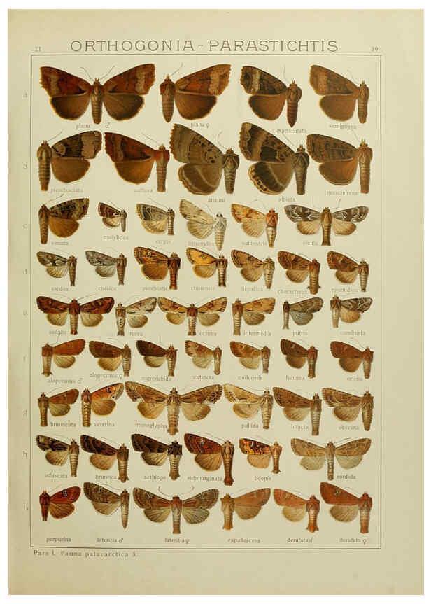 Reproducción/Reproduction 6119684869: The Macrolepidoptera of the world. v.3. plates Stuttgart,Seitz'schen (Kernen),1906-1933