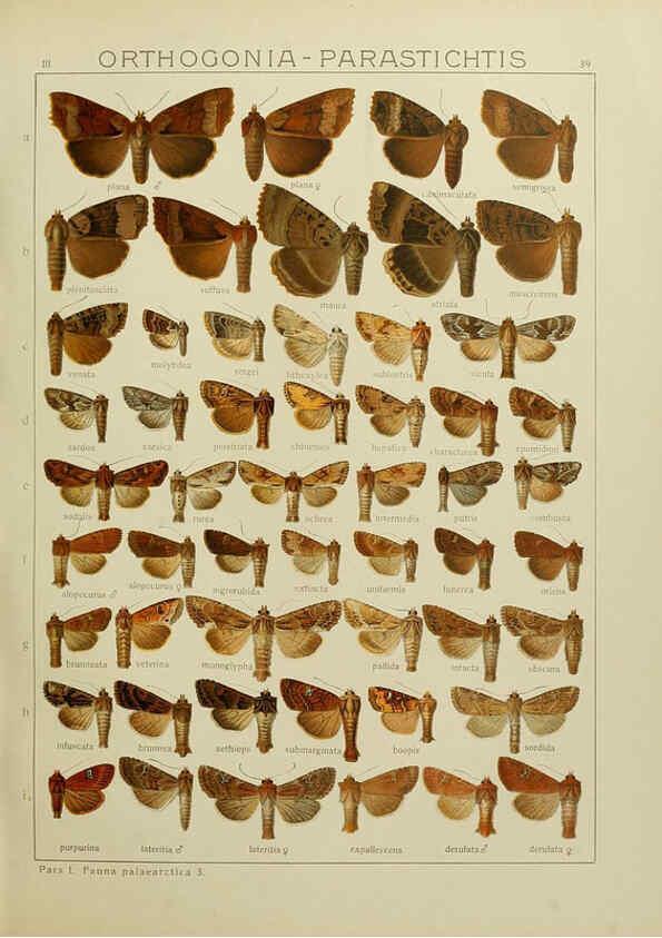 Reproducción/Reproduction 6119684869: The Macrolepidoptera of the world. v.3. plates Stuttgart,Seitz'schen (Kernen),1906-1933