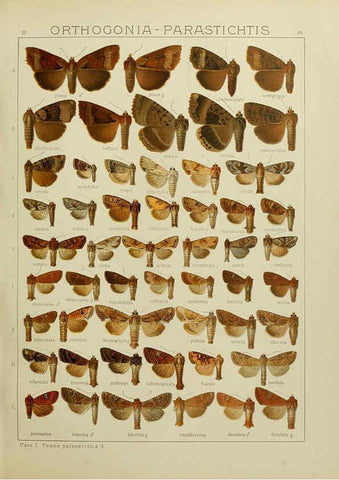 Reproducción/Reproduction 6119684869: The Macrolepidoptera of the world. v.3. plates Stuttgart,Seitz'schen (Kernen),1906-1933