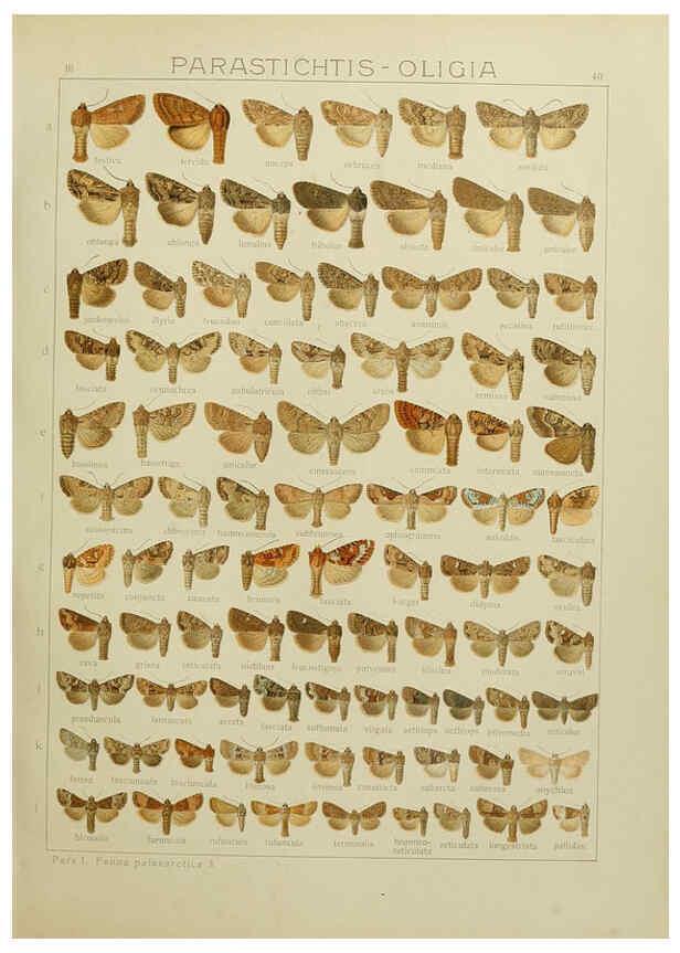 Reproducción/Reproduction 6120228626: The Macrolepidoptera of the world. v.3. plates Stuttgart,Seitz'schen (Kernen),1906-1933