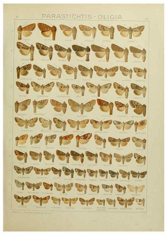 Reproducción/Reproduction 6120228626: The Macrolepidoptera of the world. v.3. plates Stuttgart,Seitz'schen (Kernen),1906-1933
