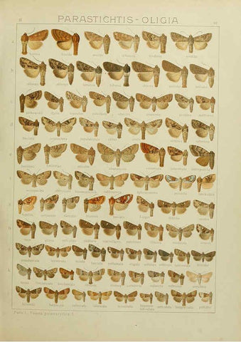 Reproducción/Reproduction 6120228626: The Macrolepidoptera of the world. v.3. plates Stuttgart,Seitz'schen (Kernen),1906-1933