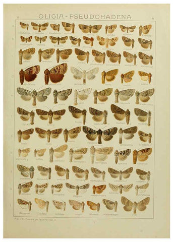 Reproducción/Reproduction 6119685357: The Macrolepidoptera of the world. v.3. plates Stuttgart,Seitz'schen (Kernen),1906-1933