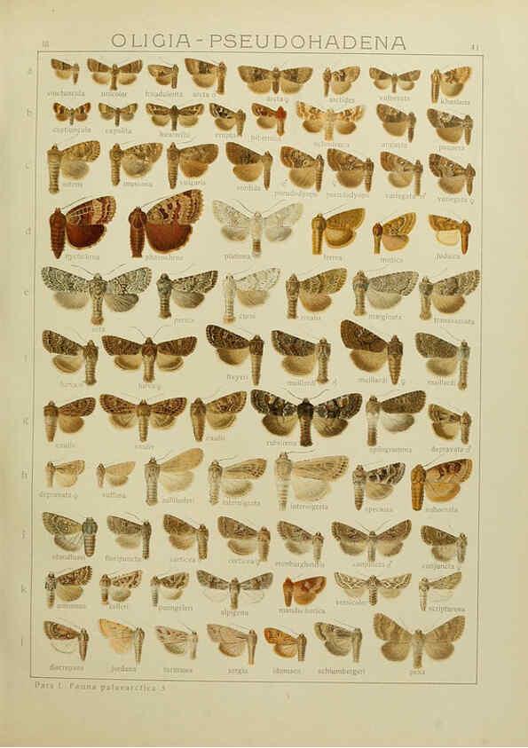Reproducción/Reproduction 6119685357: The Macrolepidoptera of the world. v.3. plates Stuttgart,Seitz'schen (Kernen),1906-1933