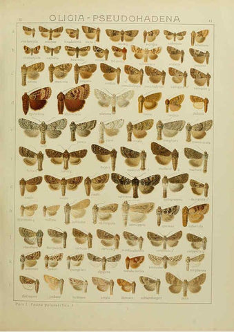 Reproducción/Reproduction 6119685357: The Macrolepidoptera of the world. v.3. plates Stuttgart,Seitz'schen (Kernen),1906-1933