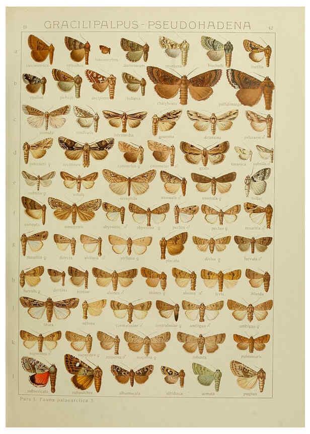 Reproducción/Reproduction 6120229050: The Macrolepidoptera of the world. v.3. plates Stuttgart,Seitz'schen (Kernen),1906-1933