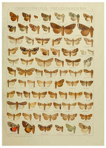 Reproducción/Reproduction 6120229050: The Macrolepidoptera of the world. v.3. plates Stuttgart,Seitz'schen (Kernen),1906-1933