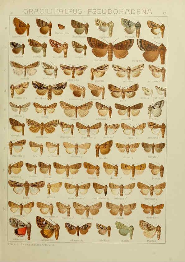 Reproducción/Reproduction 6120229050: The Macrolepidoptera of the world. v.3. plates Stuttgart,Seitz'schen (Kernen),1906-1933