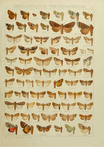 Reproducción/Reproduction 6120229050: The Macrolepidoptera of the world. v.3. plates Stuttgart,Seitz'schen (Kernen),1906-1933