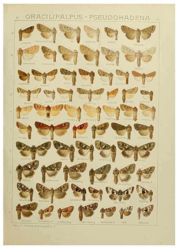 Reproducción/Reproduction 6119685743: The Macrolepidoptera of the world. v.3. plates Stuttgart,Seitz'schen (Kernen),1906-1933