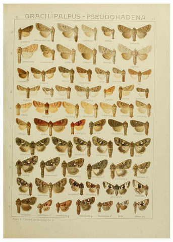 Reproducción/Reproduction 6119685743: The Macrolepidoptera of the world. v.3. plates Stuttgart,Seitz'schen (Kernen),1906-1933