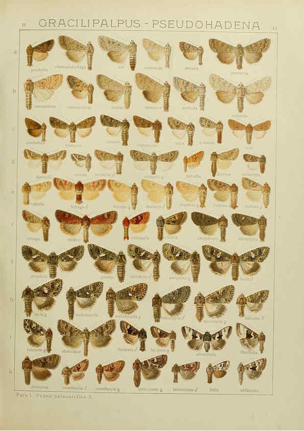 Reproducción/Reproduction 6119685743: The Macrolepidoptera of the world. v.3. plates Stuttgart,Seitz'schen (Kernen),1906-1933