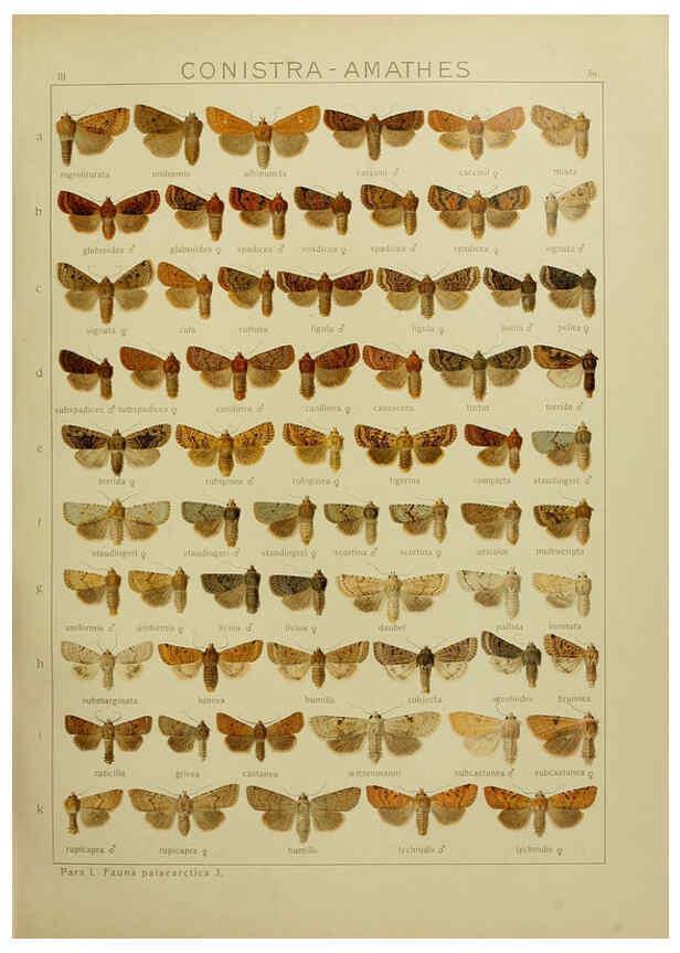 Reproducción/Reproduction 6120227922: The Macrolepidoptera of the world. v.3. plates Stuttgart,Seitz'schen (Kernen),1906-1933