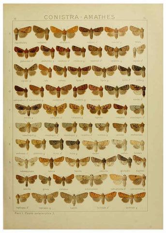 Reproducción/Reproduction 6120227922: The Macrolepidoptera of the world. v.3. plates Stuttgart,Seitz'schen (Kernen),1906-1933