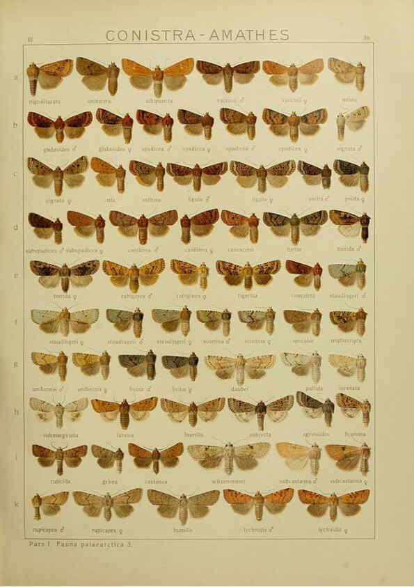 Reproducción/Reproduction 6120227922: The Macrolepidoptera of the world. v.3. plates Stuttgart,Seitz'schen (Kernen),1906-1933