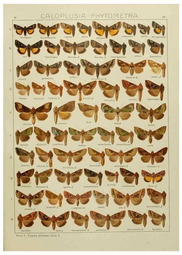 Reproducción/Reproduction 6120233290: The Macrolepidoptera of the world. v.3. plates Stuttgart,Seitz'schen (Kernen),1906-1933
