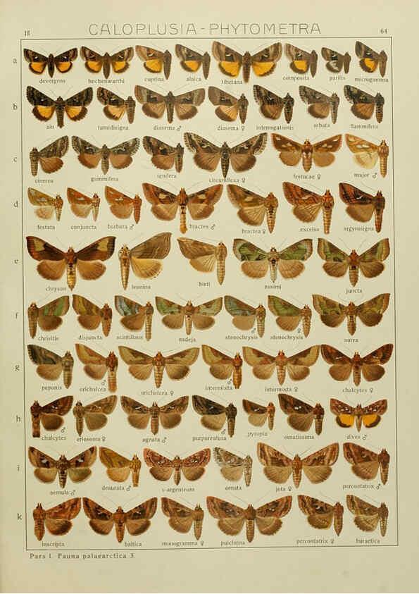 Reproducción/Reproduction 6120233290: The Macrolepidoptera of the world. v.3. plates Stuttgart,Seitz'schen (Kernen),1906-1933