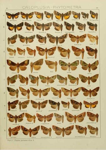 Reproducción/Reproduction 6120233290: The Macrolepidoptera of the world. v.3. plates Stuttgart,Seitz'schen (Kernen),1906-1933