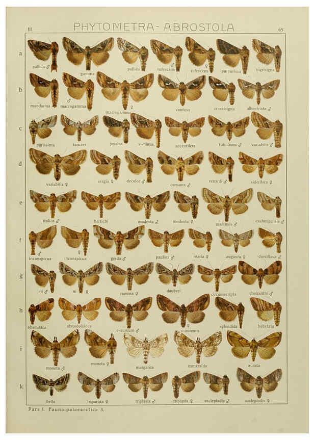 Reproducción/Reproduction 6119690169: The Macrolepidoptera of the world. v.3. plates Stuttgart,Seitz'schen (Kernen),1906-1933