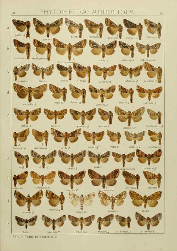 Reproducción/Reproduction 6119690169: The Macrolepidoptera of the world. v.3. plates Stuttgart,Seitz'schen (Kernen),1906-1933