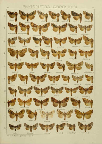 Reproducción/Reproduction 6119690169: The Macrolepidoptera of the world. v.3. plates Stuttgart,Seitz'schen (Kernen),1906-1933