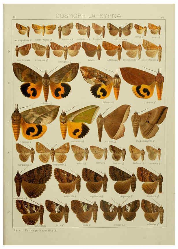 Reproducción/Reproduction 6119690325: The Macrolepidoptera of the world. v.3. plates Stuttgart,Seitz'schen (Kernen),1906-1933