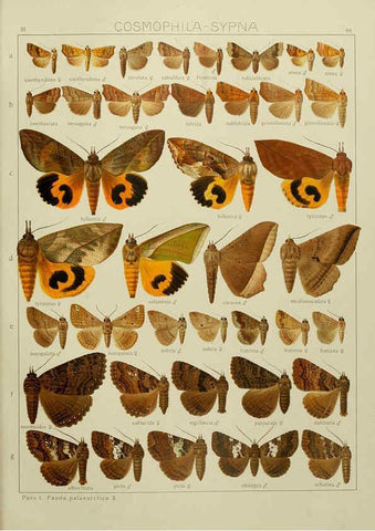 Reproducción/Reproduction 6119690325: The Macrolepidoptera of the world. v.3. plates Stuttgart,Seitz'schen (Kernen),1906-1933