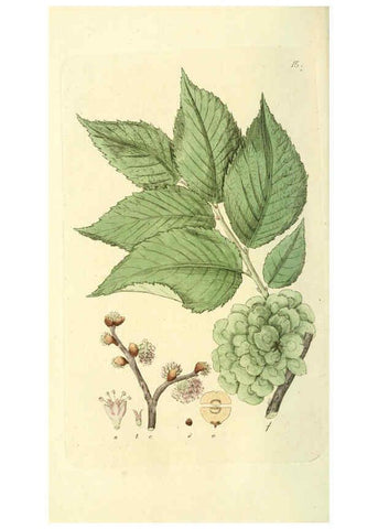 Reproducción/Reproduction 6120315064: Svensk botanik. v.1. Stockholm :Tryckt hos C. Delén,1802-[1843] 
