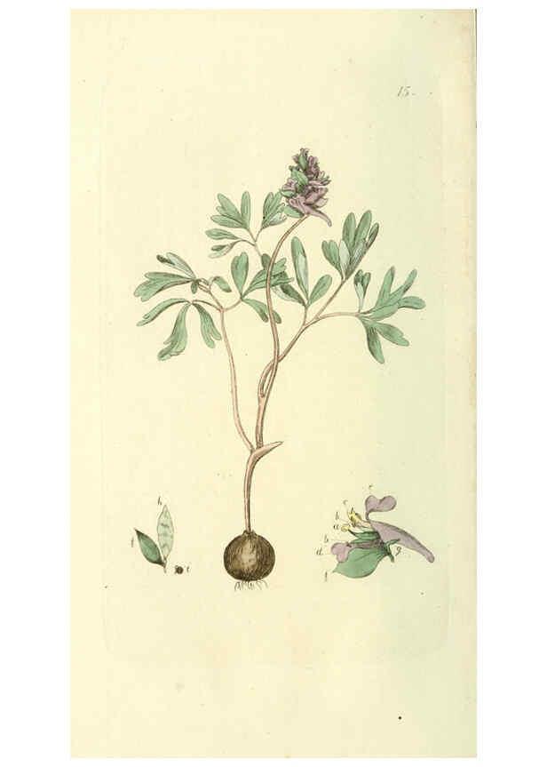 Reproducción/Reproduction 6120315622: Svensk botanik. v.1. Stockholm :Tryckt hos C. Delén,1802-[1843] 