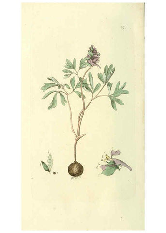 Reproducción/Reproduction 6120315622: Svensk botanik. v.1. Stockholm :Tryckt hos C. Delén,1802-[1843] 