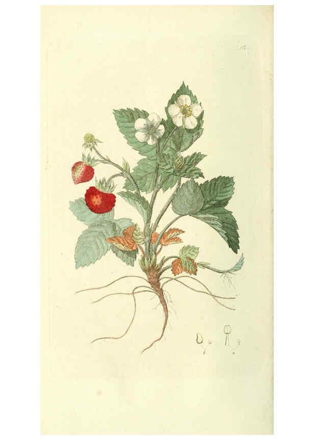 Reproducción/Reproduction 6120316020: Svensk botanik. v.1. Stockholm :Tryckt hos C. Delén,1802-[1843] 