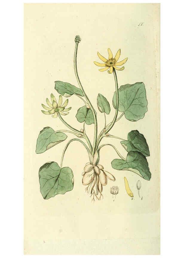 Reproducción/Reproduction 6120316238: Svensk botanik. v.1. Stockholm :Tryckt hos C. Delén,1802-[1843] 