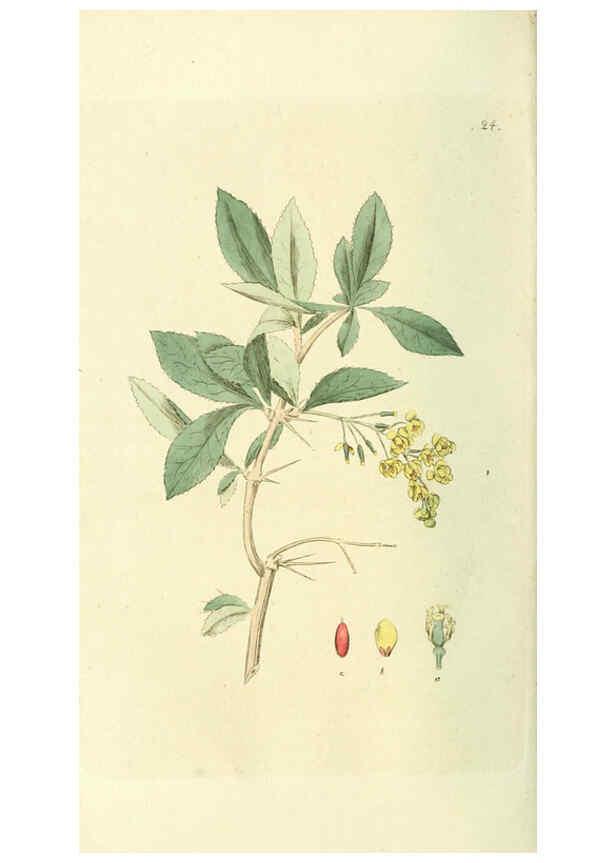 Reproducción/Reproduction 6120318364: Svensk botanik. v.1. Stockholm :Tryckt hos C. Delén,1802-[1843] 