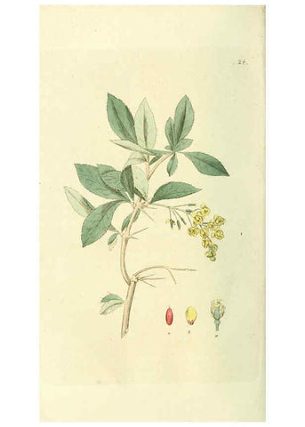 Reproducción/Reproduction 6120318364: Svensk botanik. v.1. Stockholm :Tryckt hos C. Delén,1802-[1843] 